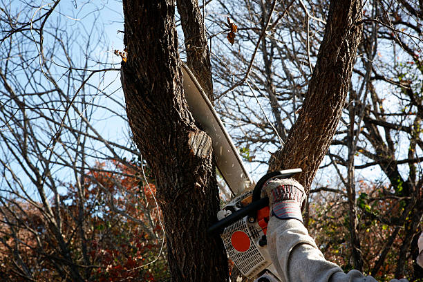 Best Tree Disease Treatment  in Lansdale, PA